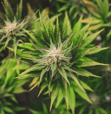 hemp-6649358_640
