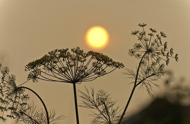 sun-4361699_640