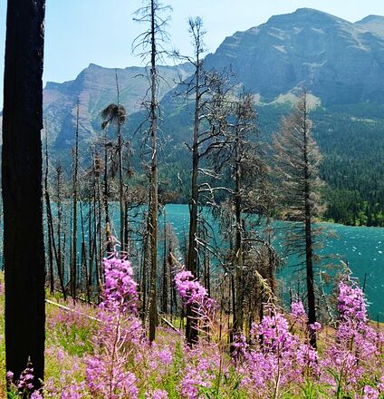 wild-flowers-5311630_640