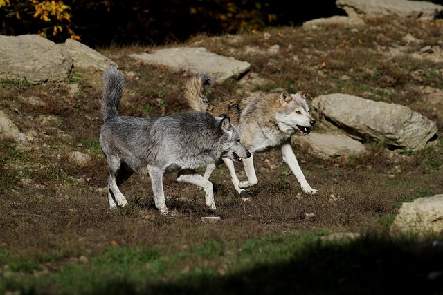 wolves-2891975_640