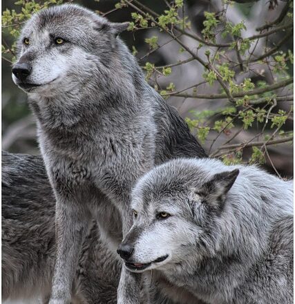 wolf-4788737_640