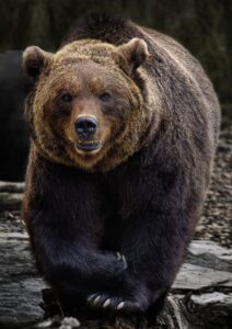 Grizzly Encounters Spiking In Montana