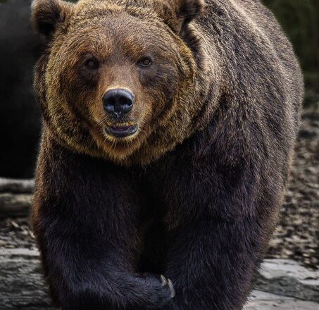 brown-bear-7460699_640 (1)
