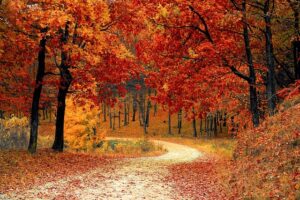 Fall Foliage Peaking In Montana Until October 27th