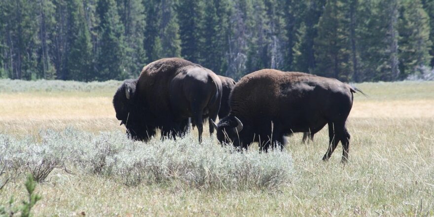 buffalo-2749556_1280